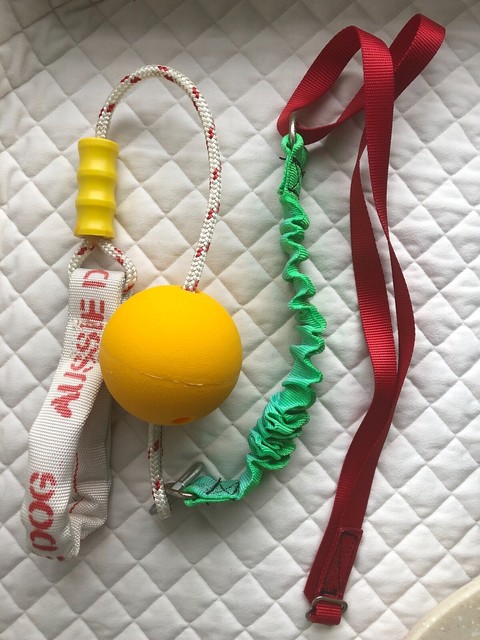 aussie dog home alone