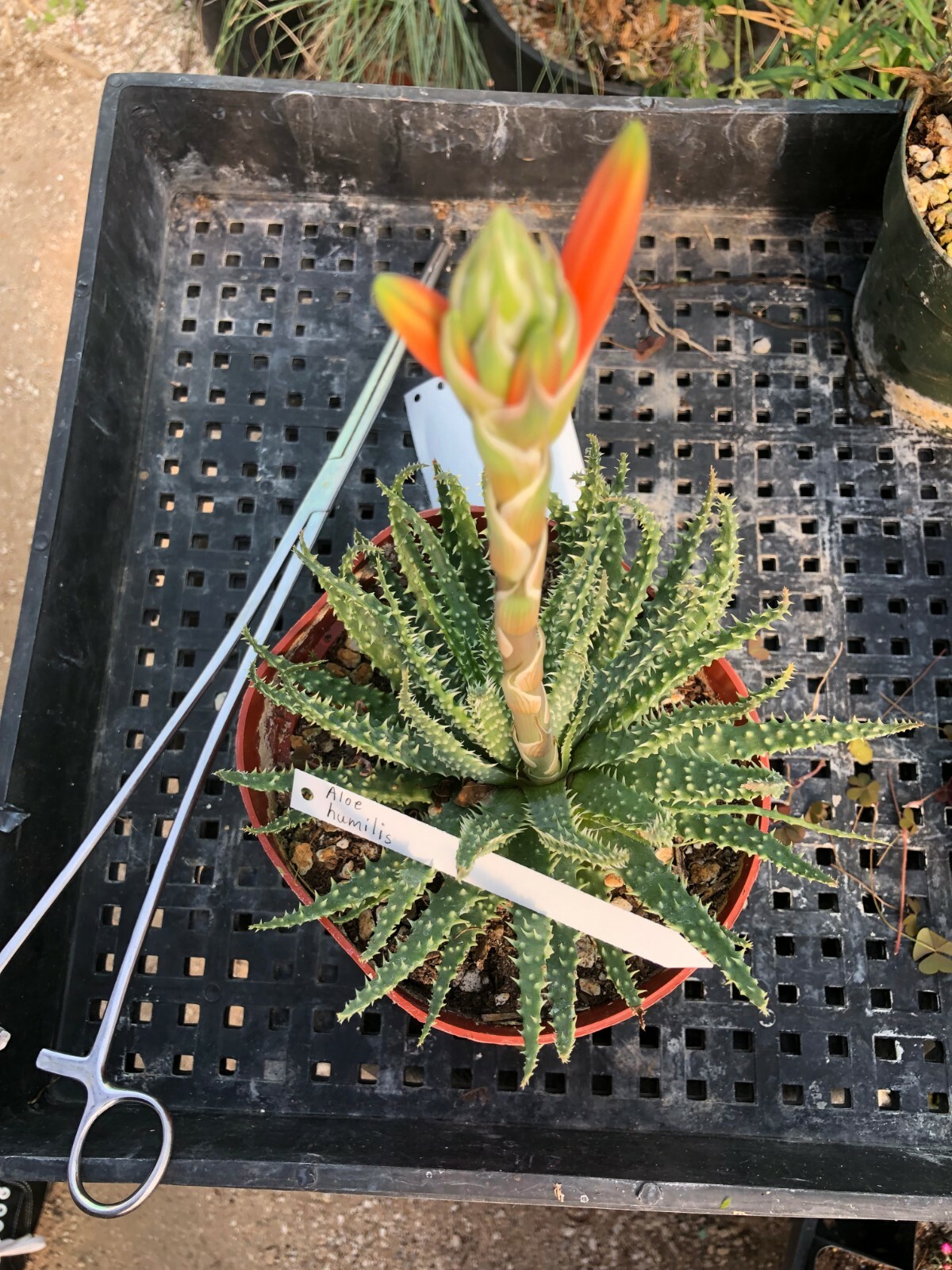 Aloe humilis