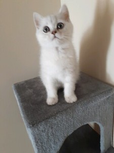 Chinchilla Exotic Short Hair Kitten Cats Kittens Gumtree