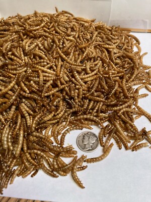 Premium  Dried Meal Worms Cichlid Koi Oscar Pond Fish Turtles Reptile Birds