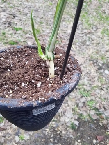 VARIEGATED MONSTERA DELICIOSA Rare Aroid Swiss Cheese Plant Variegata
