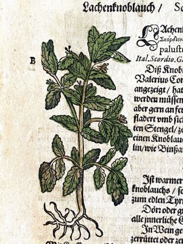 SINGLE LEAF from the 1604 BON KREUTERN rare antique herbal botany book GERMANY a