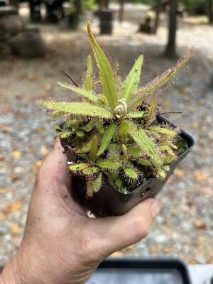 Drosera Adalae Sundew Community Cup Live Carnivorous Plant