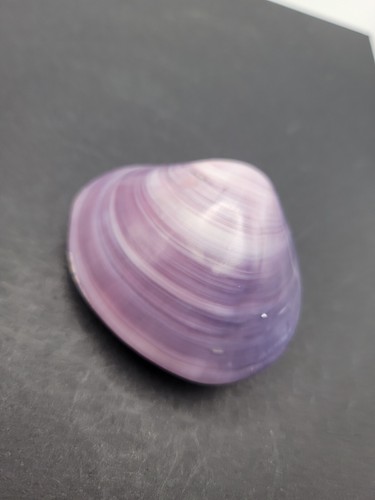 Purple Clam Shell Polished 3