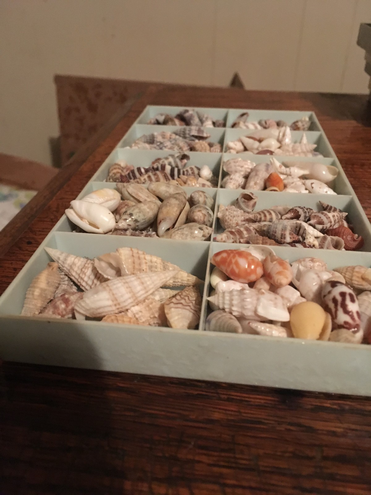 sea shells for jewelry