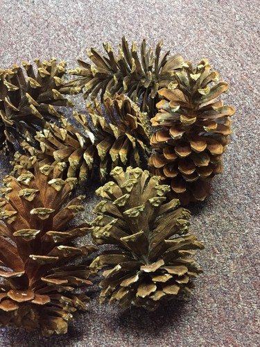 Long Leaf Large Pine Cones (6) From South Georgia 7 - 8