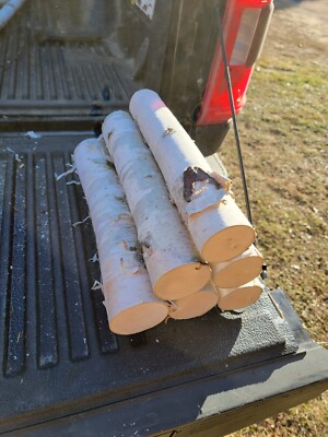 White Paper Birch Logs Set Of 6  2''-3'' Diameter  12'' Length