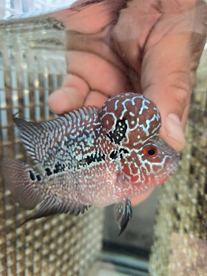 3''-3.5'' SRD Flowerhorn -High Quality-