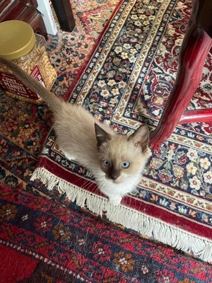 Artikelfoto(s) von einem verifizierten Käufer