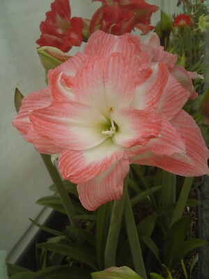 Original Hippeastrum cv. 'Salmon Double'  1bulb