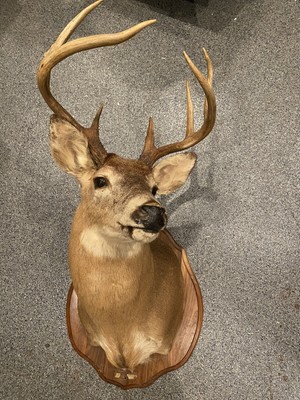 White Tail Deer 8 Pt Good Condition Mounted To Be Hung
