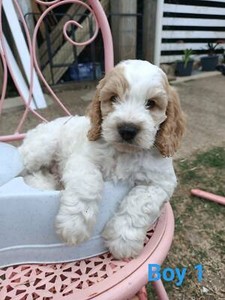 spoodle puppies for sale gumtree