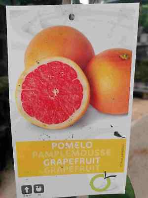 Citrus paradisi Star Ruby 100-130 cm Rote Grapefruit Paradiesapfel Zitruspflanze