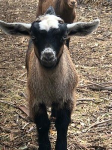 Pygmy miniature goats for sale | Livestock | Gumtree Australia