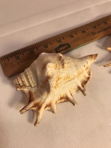 Two Spider Conch Shells