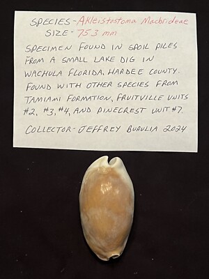 EXTINCT Fossilized COWRIE Shell ( Akleistostoma Macbrideae ) From Central Fl 