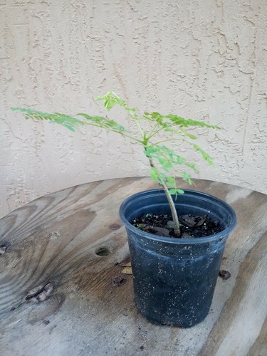 Delonix Regia Royal poinciana pre bonsai tree