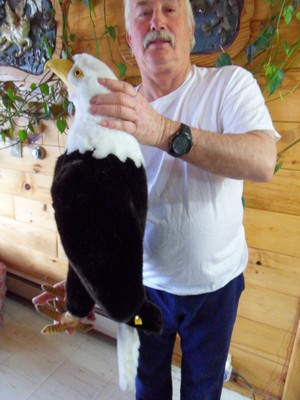 Steiff eagle bald headed eagle studio all IDs stuffed animal Germany