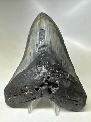 Megalodon Shark Tooth 5.60  Huge - Black Fossil - Authentic 16817