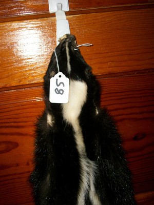 BEAUTIFUL tanned SKUNK 4 FEET CLAWS FUR PELT TAXIDERMY mount NO SMELL S8 cabin