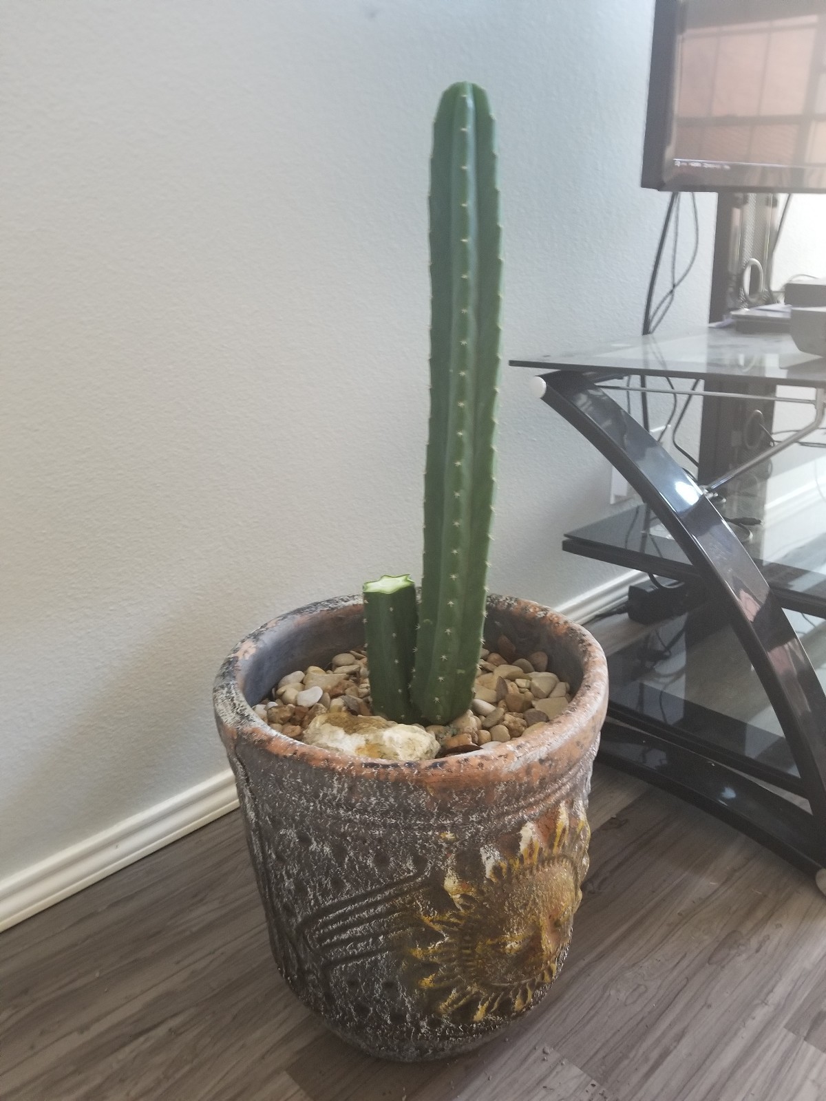 San Pedro Cactus Trichocereus Pachanoi Plant Cutting Echinopsis 36 inches