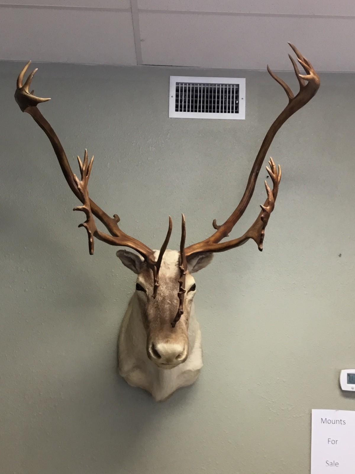 2 Enormous!!!! Barren Ground Caribou Taxidermy Shoulder Mounts For Sale