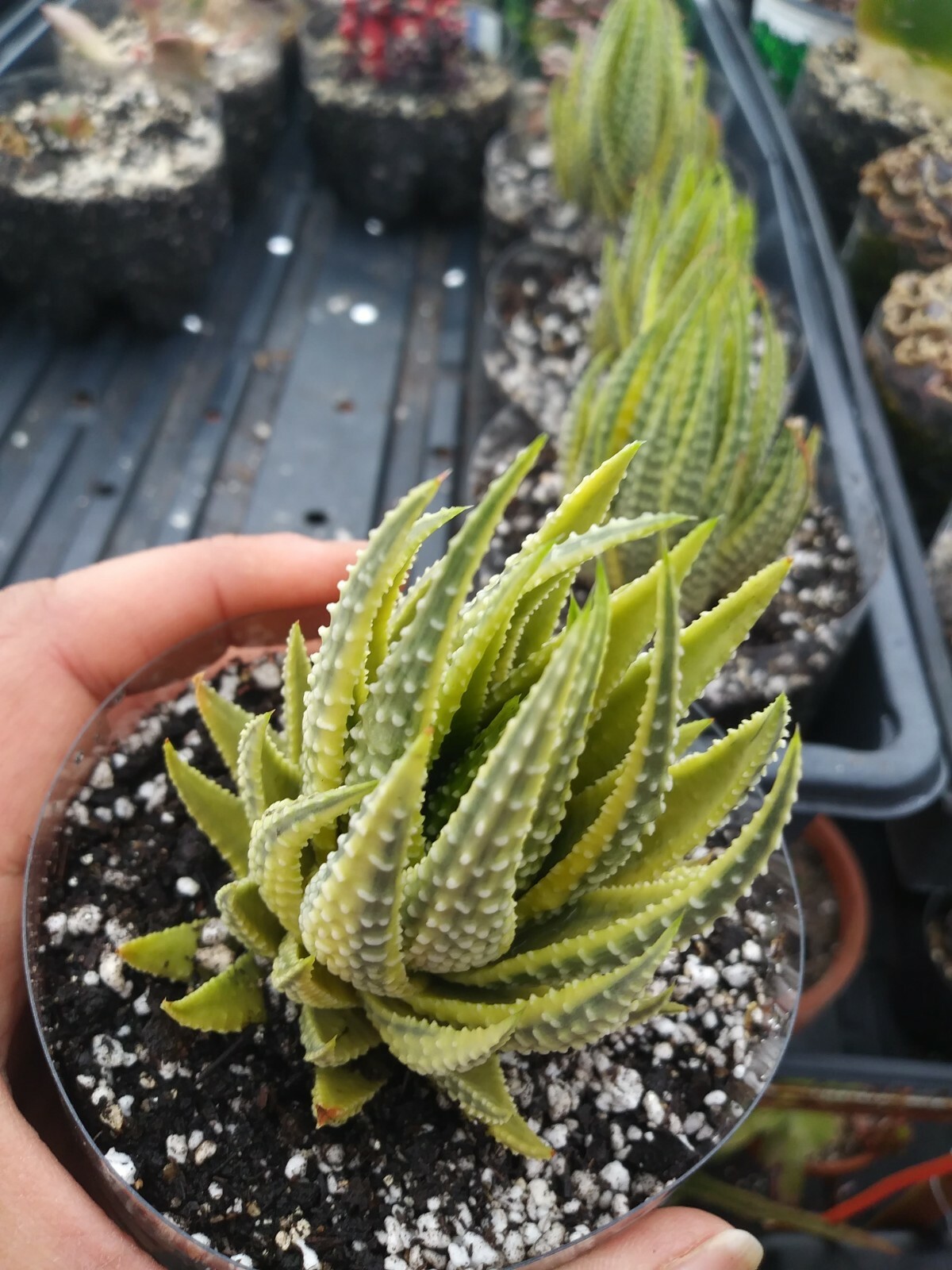 Haworthia Pumila Aura - The reverse variegation!!