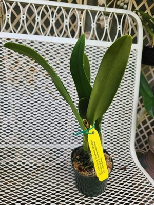 經驗證買家提供的物品圖片