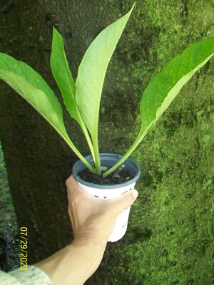 Heirloom Comfrey Plants from My Indiana Homestead Garden, Grown ''Organic''