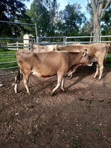 brown cows quiet