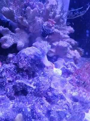 live coral Red Sea Pulsing Xenia 