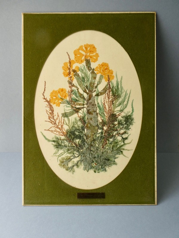 Tableau, Herbier, Algues, SignÃ© Fleurs De Mer, M Leb, Artisanat D'Art, AnnÃ©Es 70
