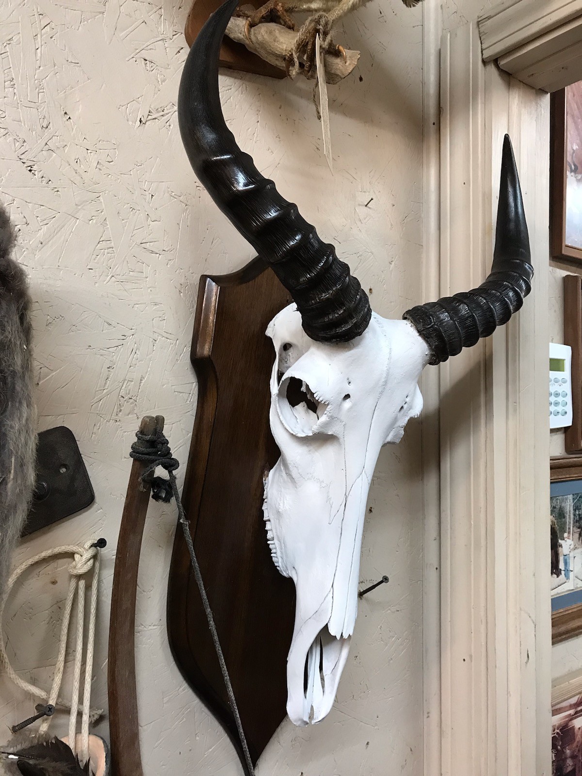 Hartebeeste Skull Mount