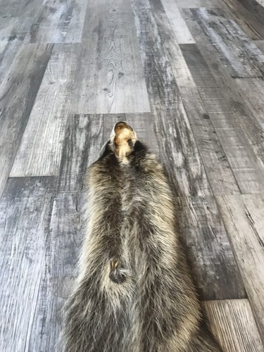 Soft Tanned Raccoon Pelt. XXXL Prime. Cabin. Home Decor.