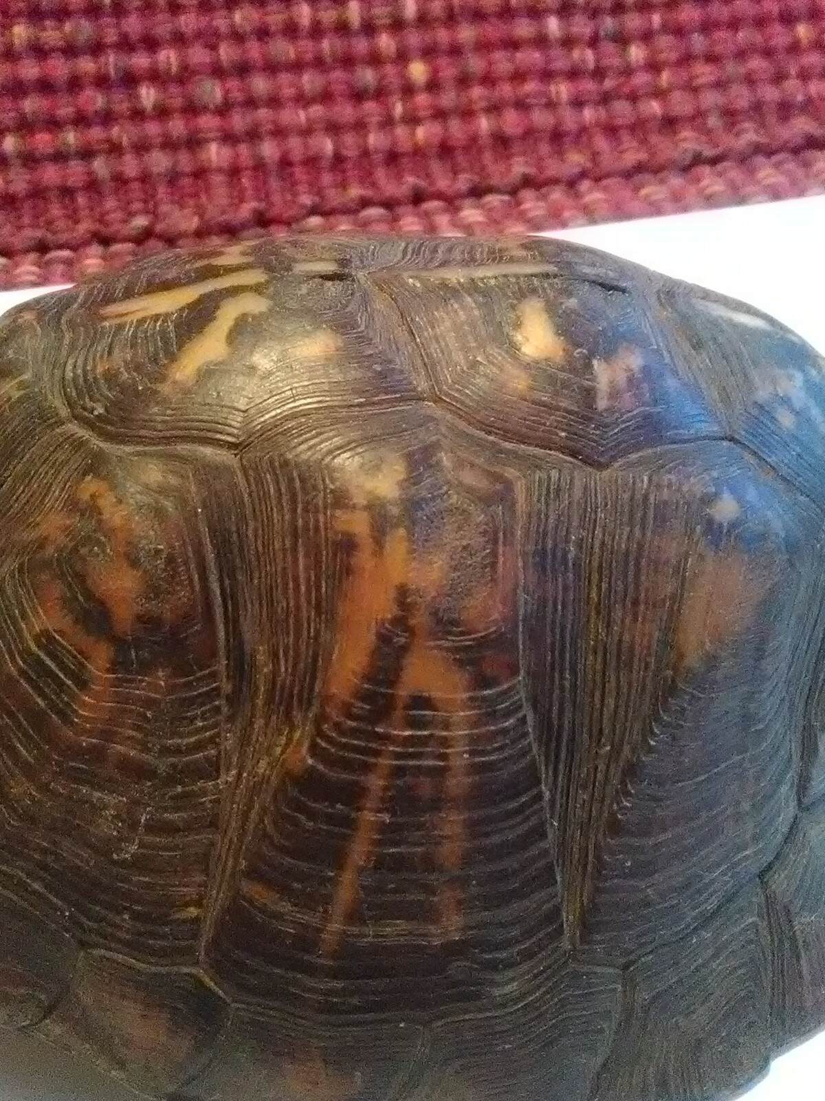 Eastern Box Turtle Shell with scutes 4.5