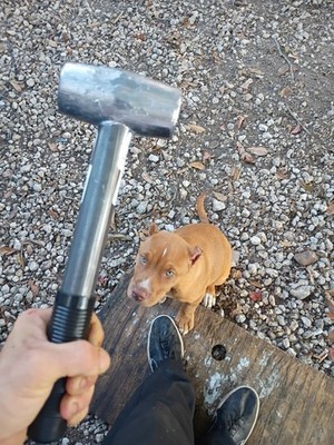 Foto dell'oggetto di un acquirente verificato