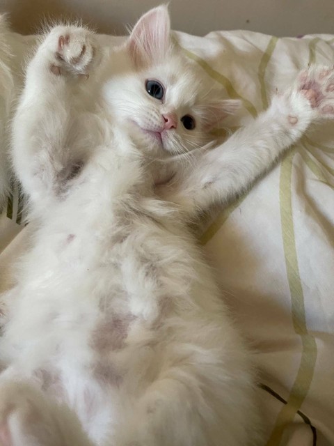 Khao Manee x Kittens | Cats & Kittens | Gumtree Australia Blacktown