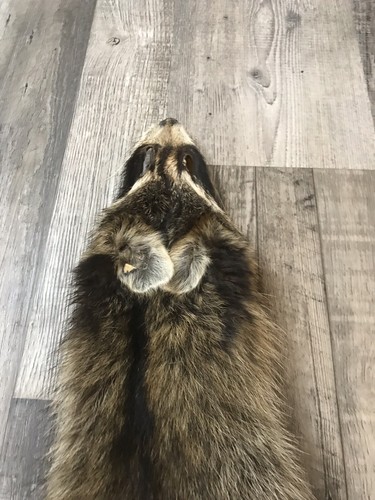 Soft Tanned Raccoon Pelt. XXXL Prime. Cabin. Home Decor.