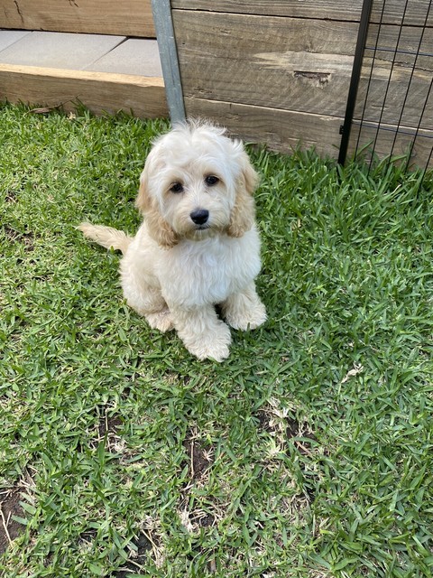 spoodle puppies for sale gumtree