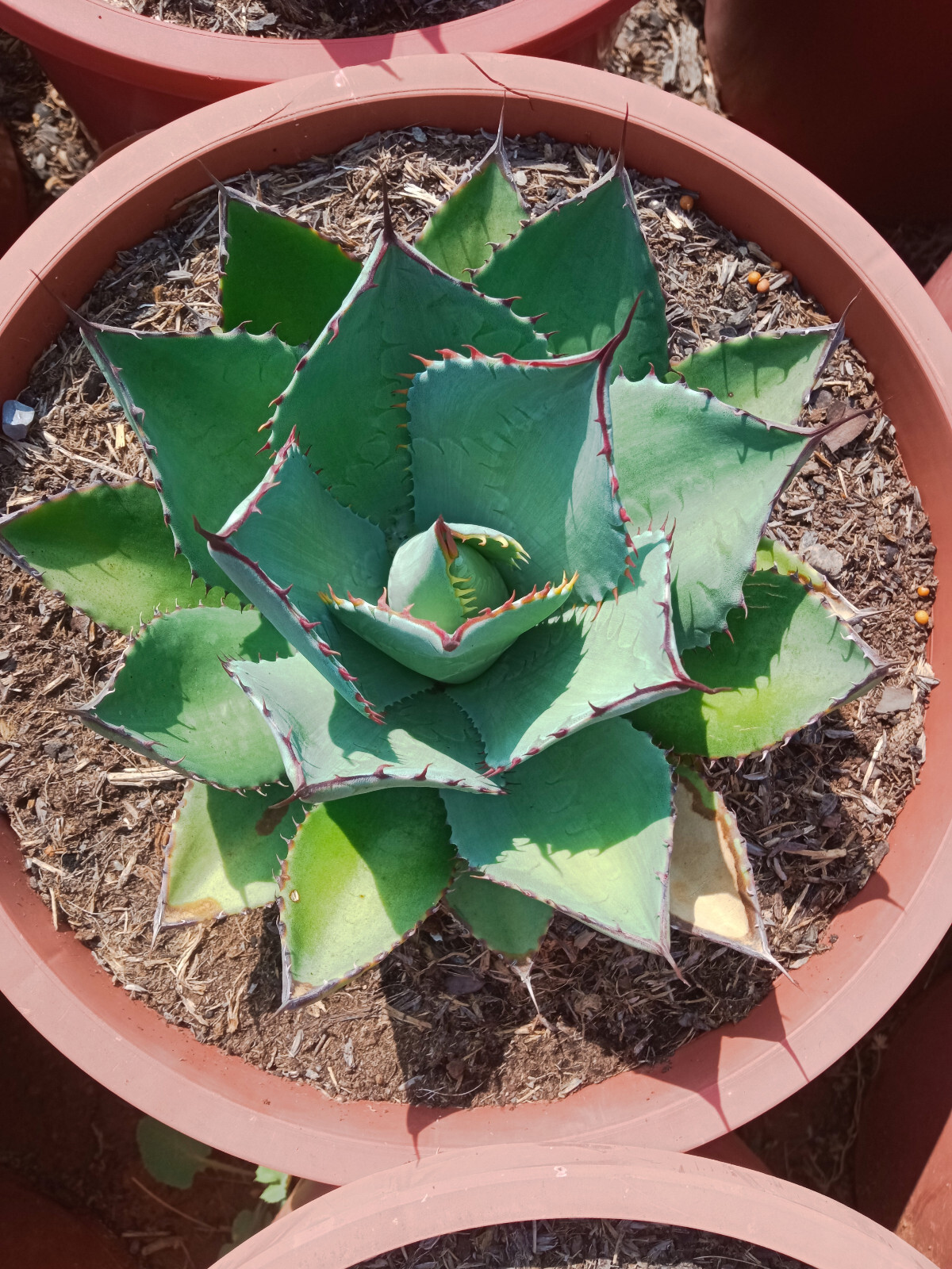 フラワー・ガーデニング Agave parryi ssp. 'Wakefield' 38 Agave parryi huachucensis Wakefield | Wakefield Giant