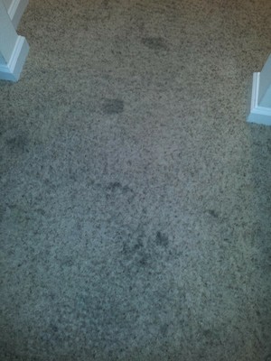 Hoover PetPlus Pet Stain & Odor Remover Solution Formula, 32 oz, AH... BRAND NEW