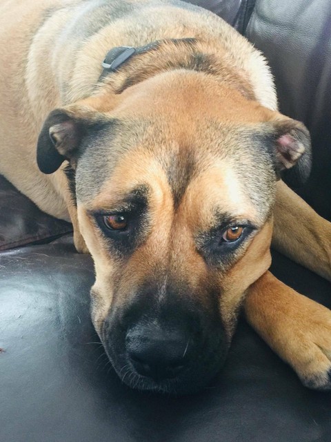 gumtree dogs north east