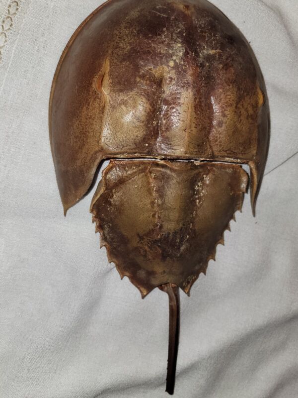 Dried Horseshoe Crab shell  Ocean specimen collectible Marine Art 15"