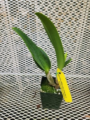 經驗證買家提供的物品圖片