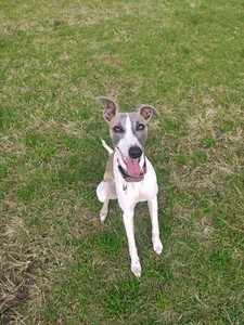 whippet puppies gumtree