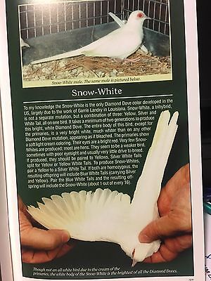 DIAMOND DOVE BOOK - DIAMOND DOVES A Guide to Colors & Care full color booklet