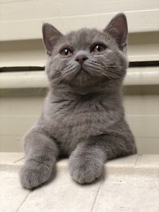 Lilac Female Pedigree British Shorthair Kitten Ready Now Cats