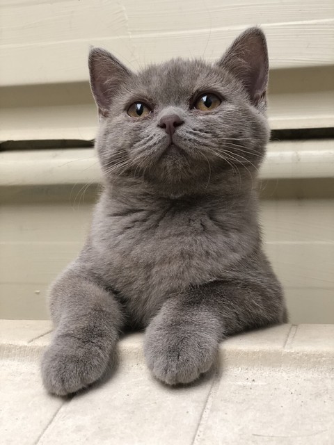 Lilac Female Pedigree British Shorthair Kitten Ready Now Cats