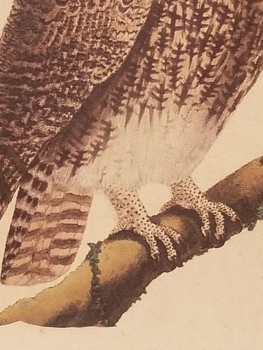 Vintage La Hulote Owl bird Framed Print Artwork Decor wall hanging