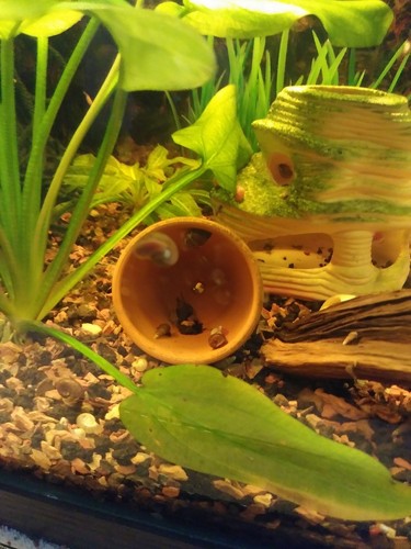 11 Trumpet Snails Ramshorn Snails Bladder Snails*** Guarantee***
